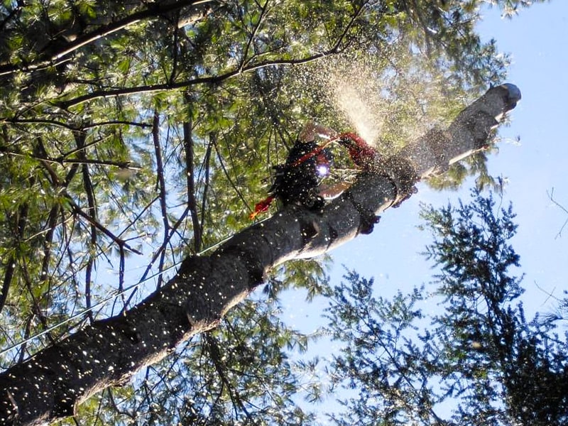 Tree Climbing Service - Krohn Kutz Tree Service