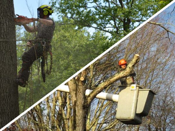 When To Climbing Or Use Bucket Service - Krohn Kutz Tree Service